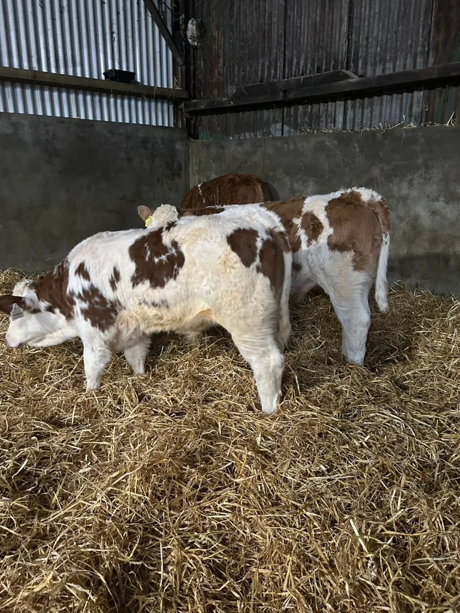 Simmental Calves @ Gortatlea Mart (16th) - Image 2