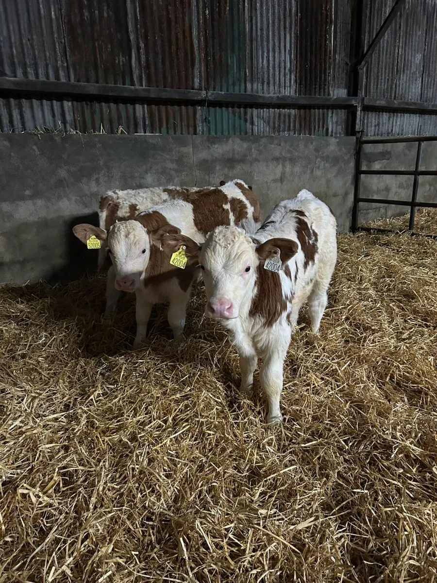 Simmental Calves @ Gortatlea Mart (16th) - Image 3
