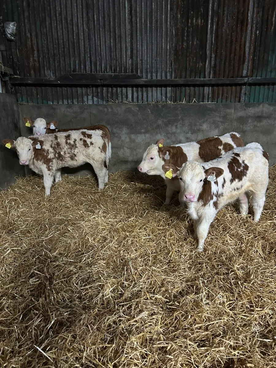Simmental Calves @ Gortatlea Mart (16th) - Image 4
