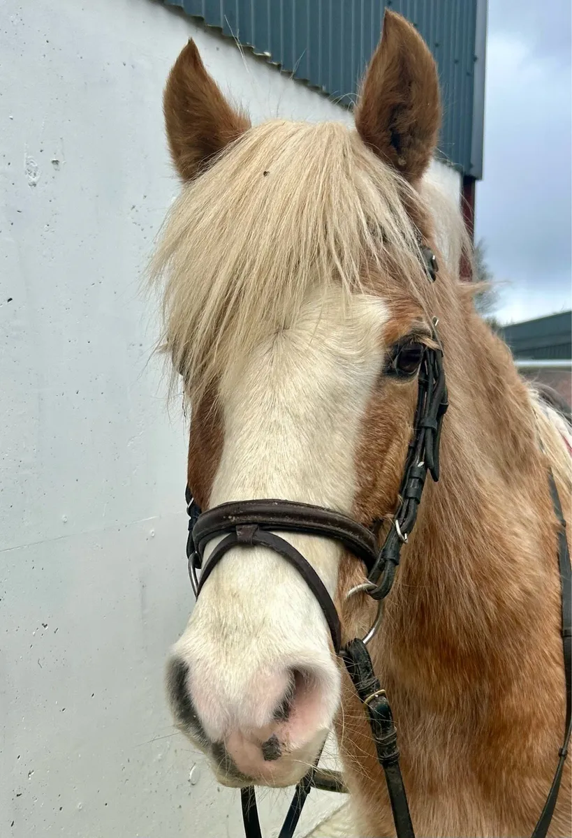 Begginers pony - Image 1