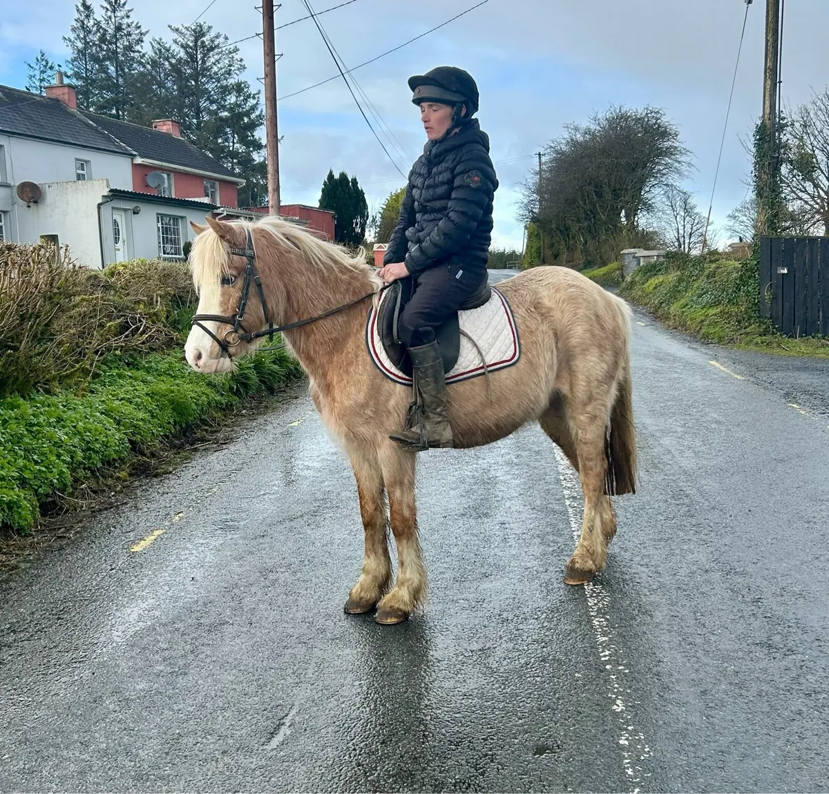 Begginers pony - Image 4