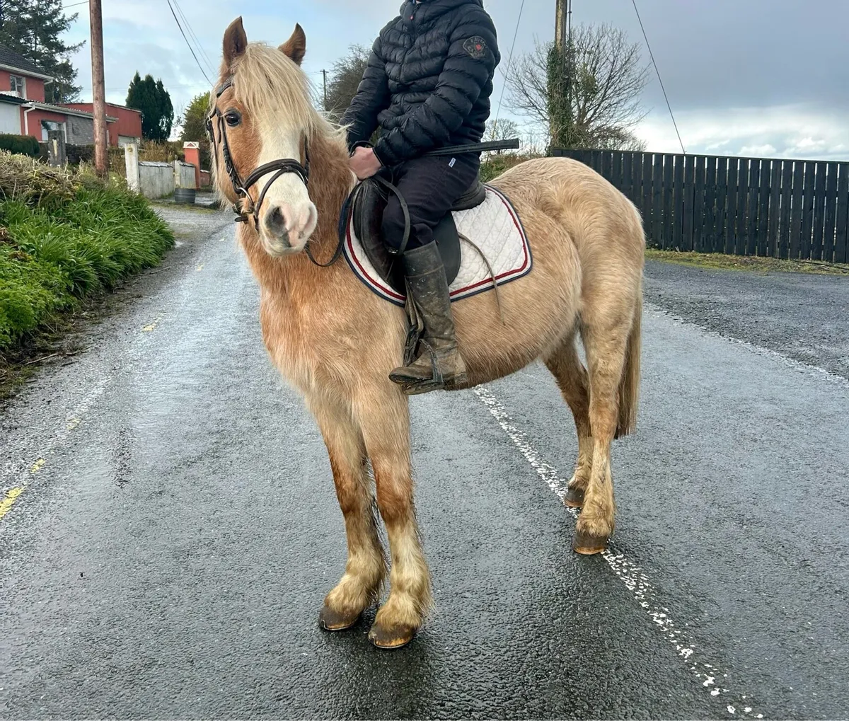 Begginers pony - Image 3