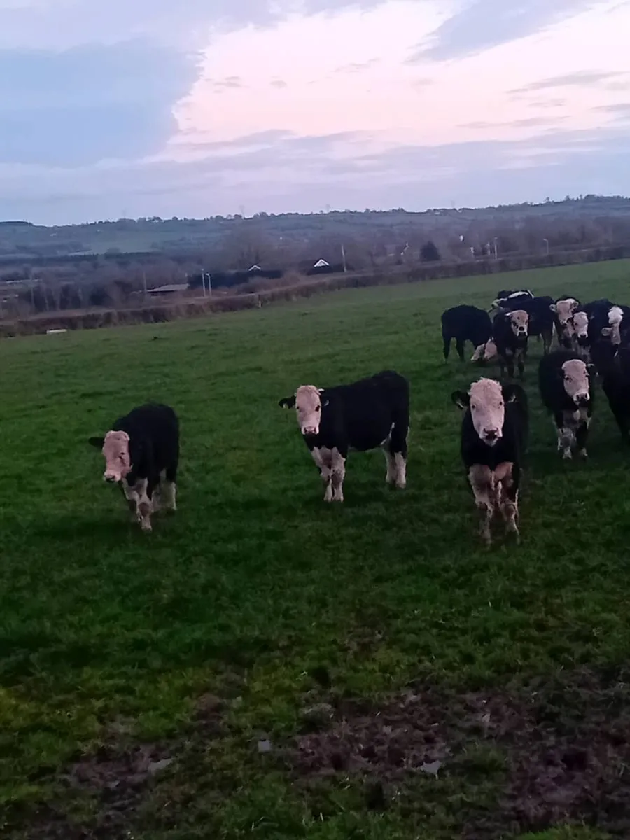 16 Hereford bullocks - Image 1