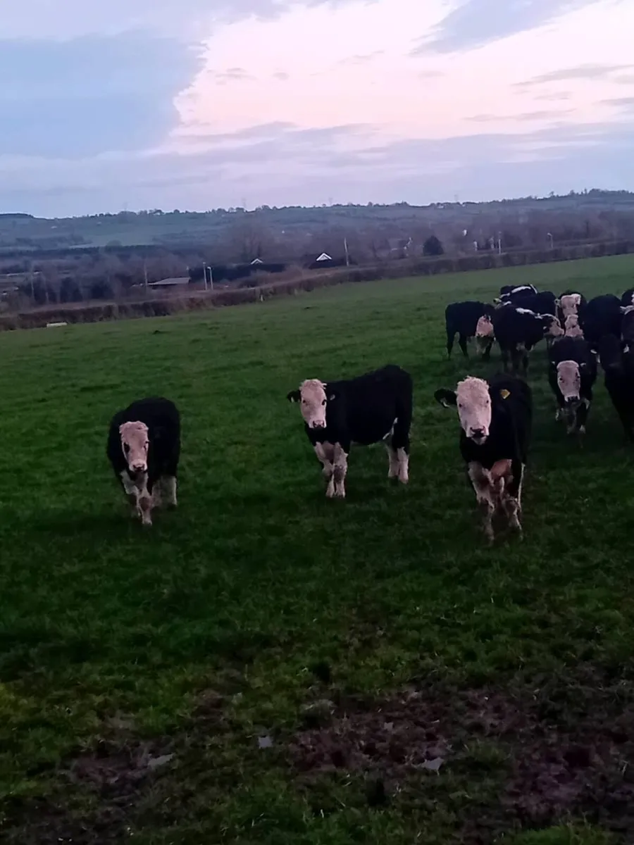 16 Hereford bullocks - Image 2