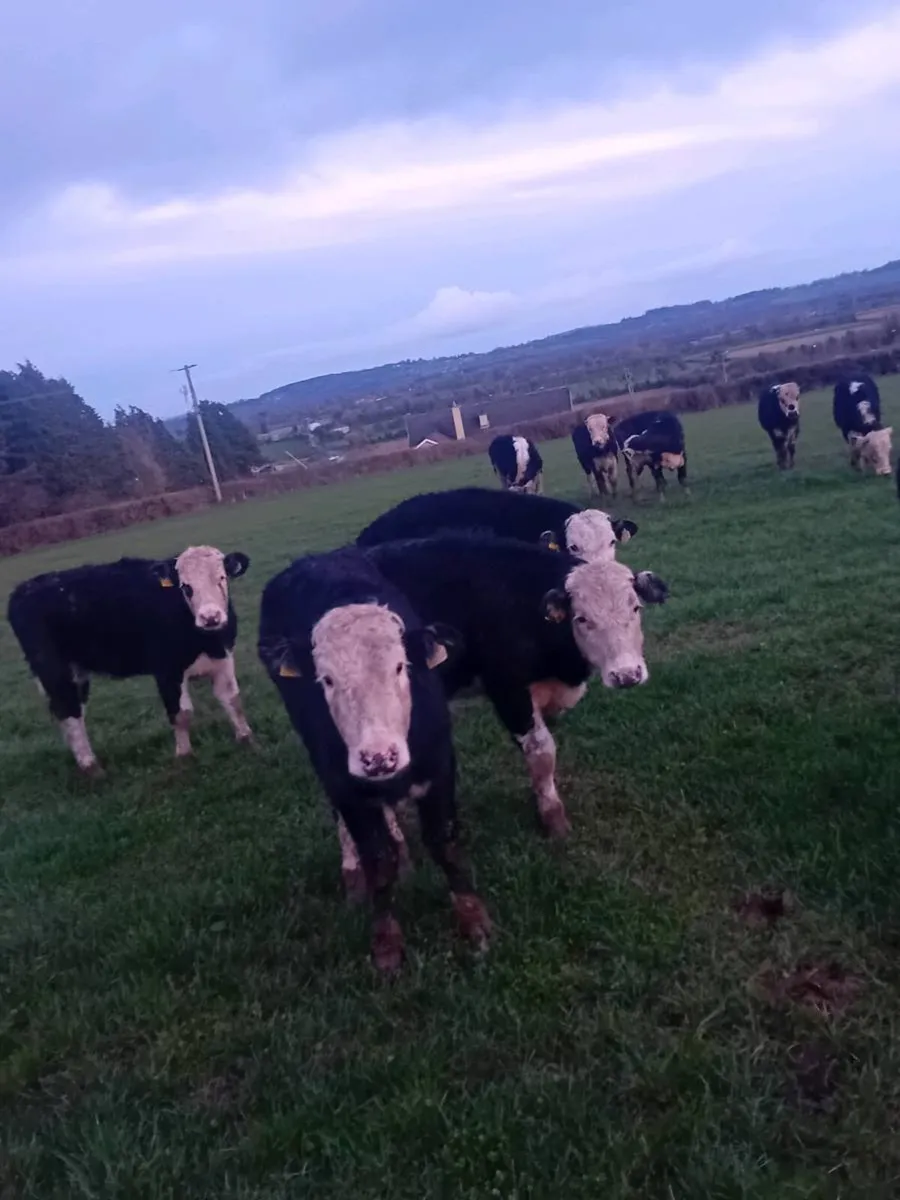 16 Hereford bullocks - Image 3