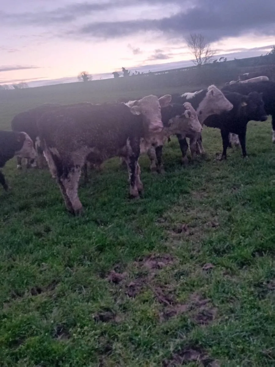 16 Hereford bullocks - Image 4