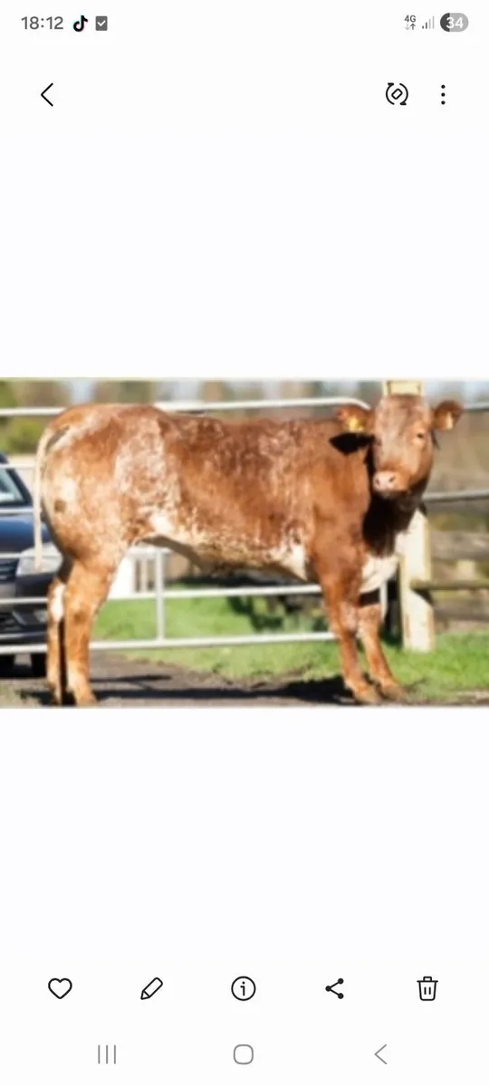 Win a roan breeding heifer - Image 1