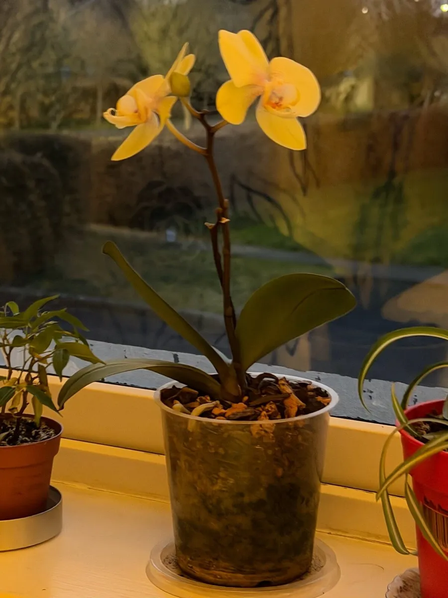 Indoor plants - Image 3