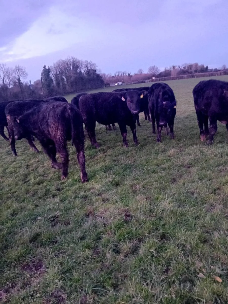 16 angus 3 blue bullocks - Image 4