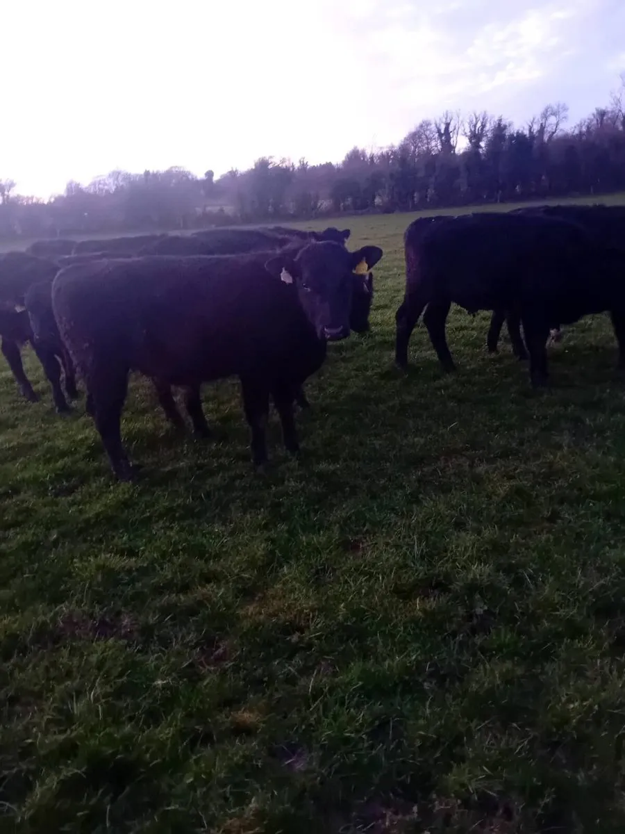 16 angus 3 blue bullocks - Image 2