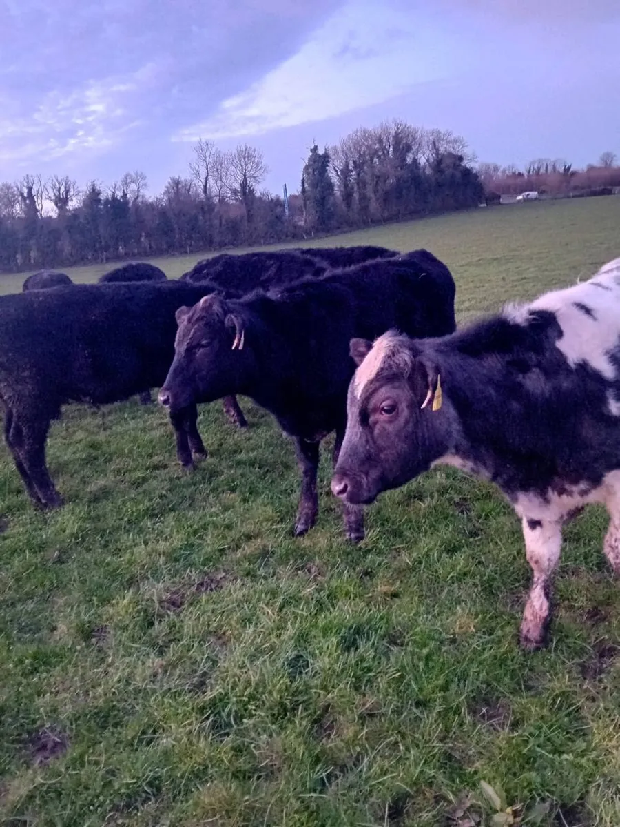 16 angus 3 blue bullocks - Image 3