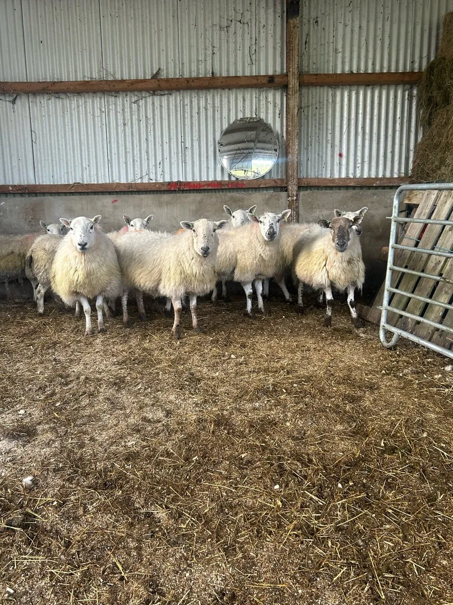 In lamb ewes - Image 2