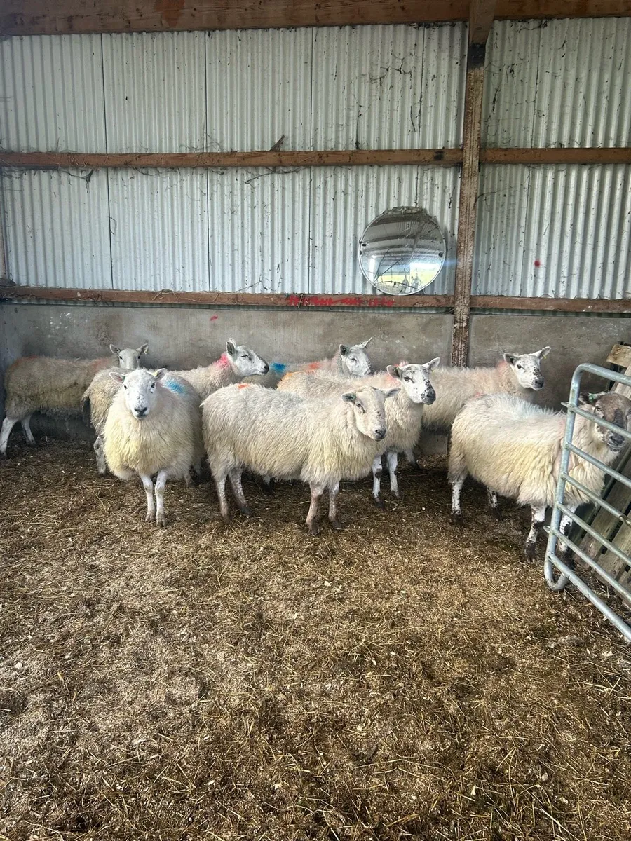 In lamb ewes - Image 3