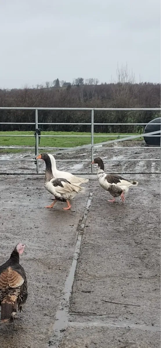 2 geese and a gander - Image 2