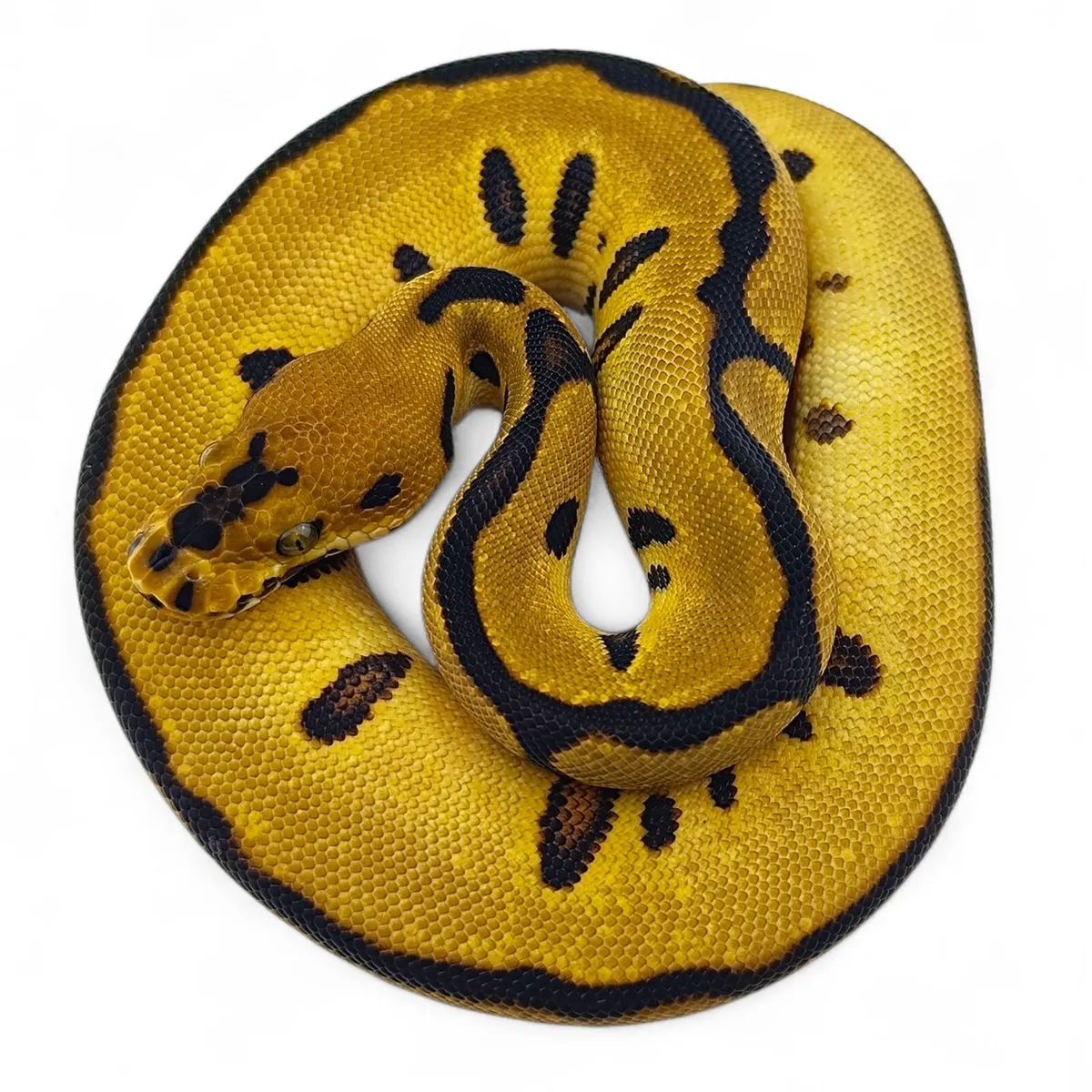 Royal Pythons / Ball Pythons - Image 2