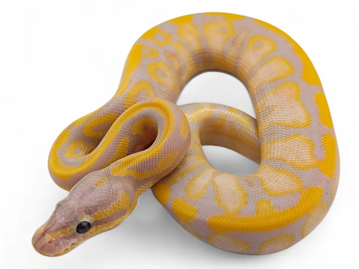 Royal Pythons / Ball Pythons - Image 1