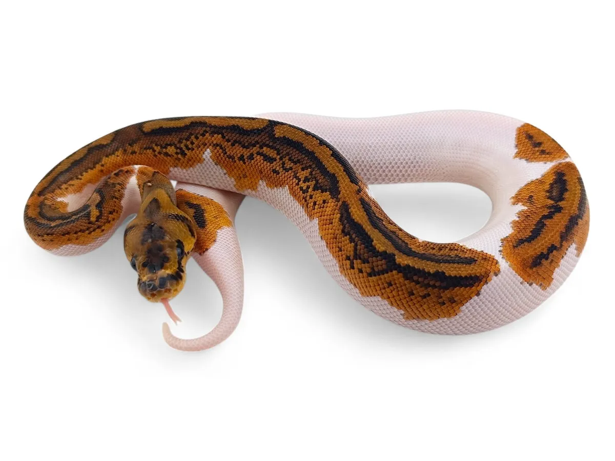 Royal Pythons / Ball Pythons - Image 3