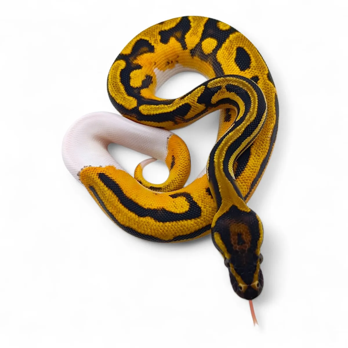 Royal Pythons / Ball Pythons - Image 4