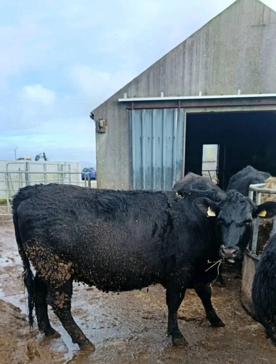 4 in-calf heifers - Image 4