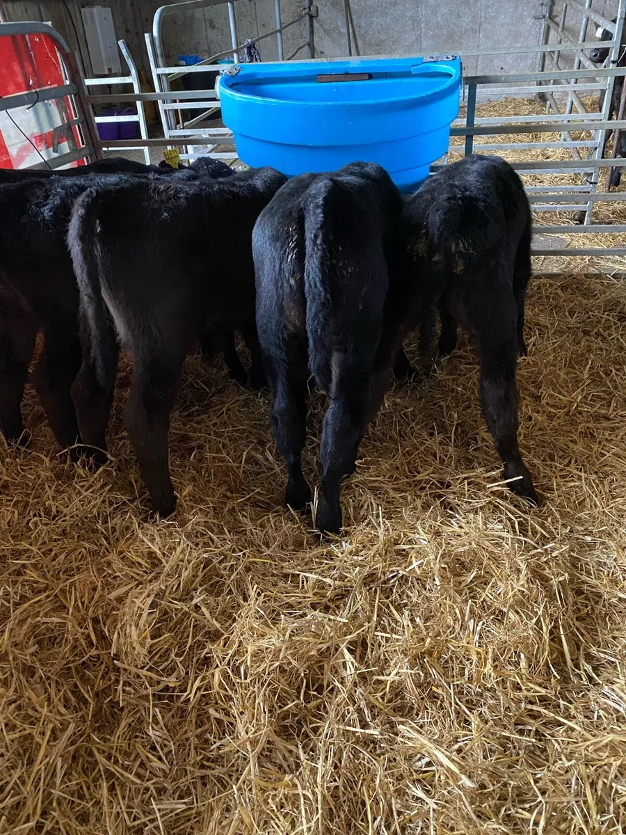 FIVE OUTSTANDING ANGUS BULL CALVES - Image 1