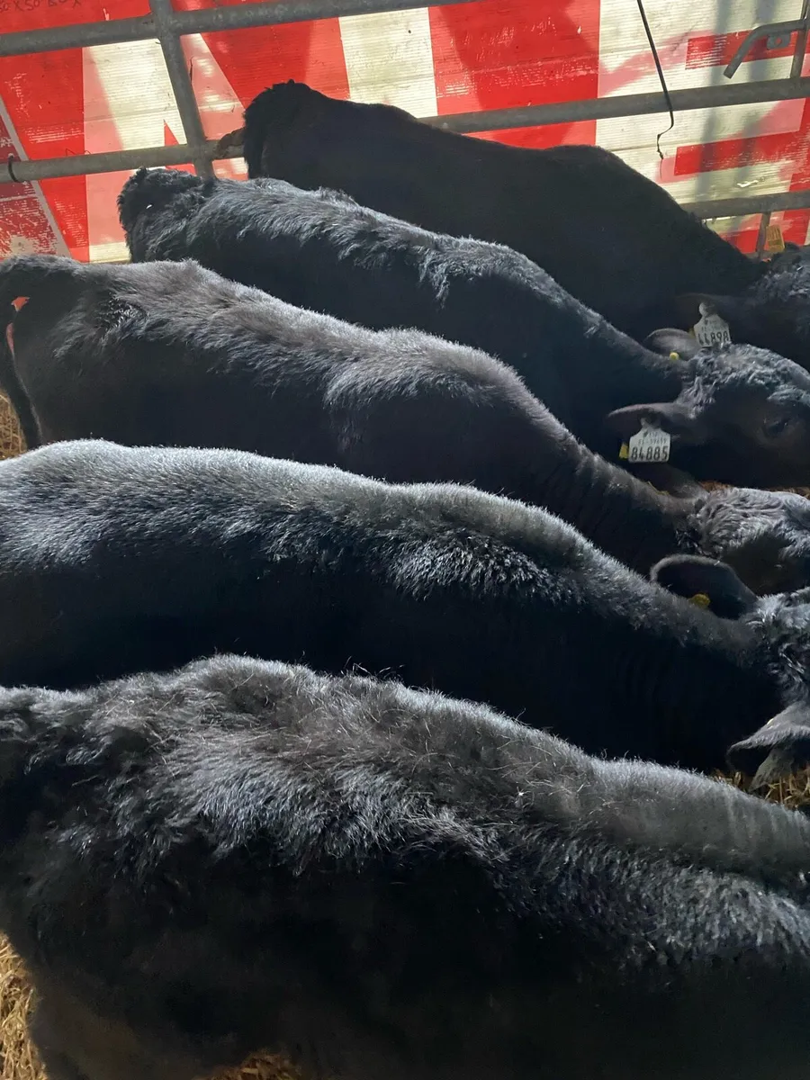 FIVE OUTSTANDING ANGUS BULL CALVES - Image 2