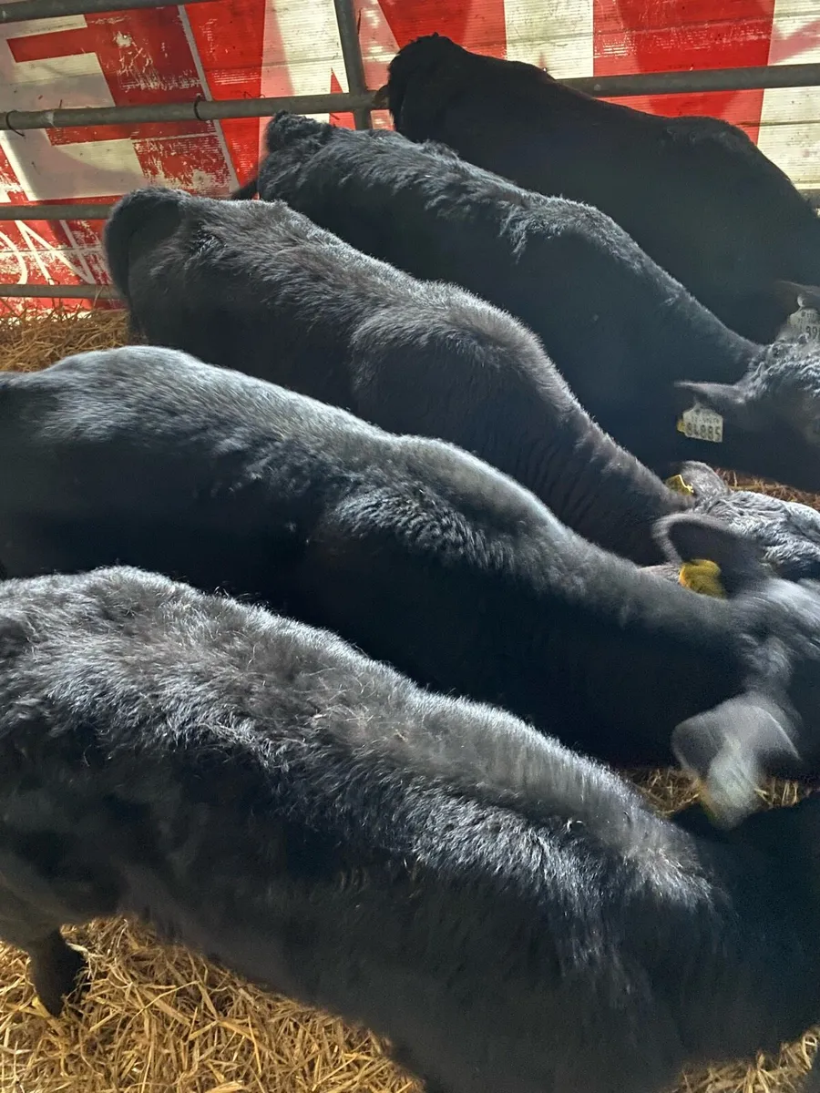 FIVE OUTSTANDING ANGUS BULL CALVES - Image 3