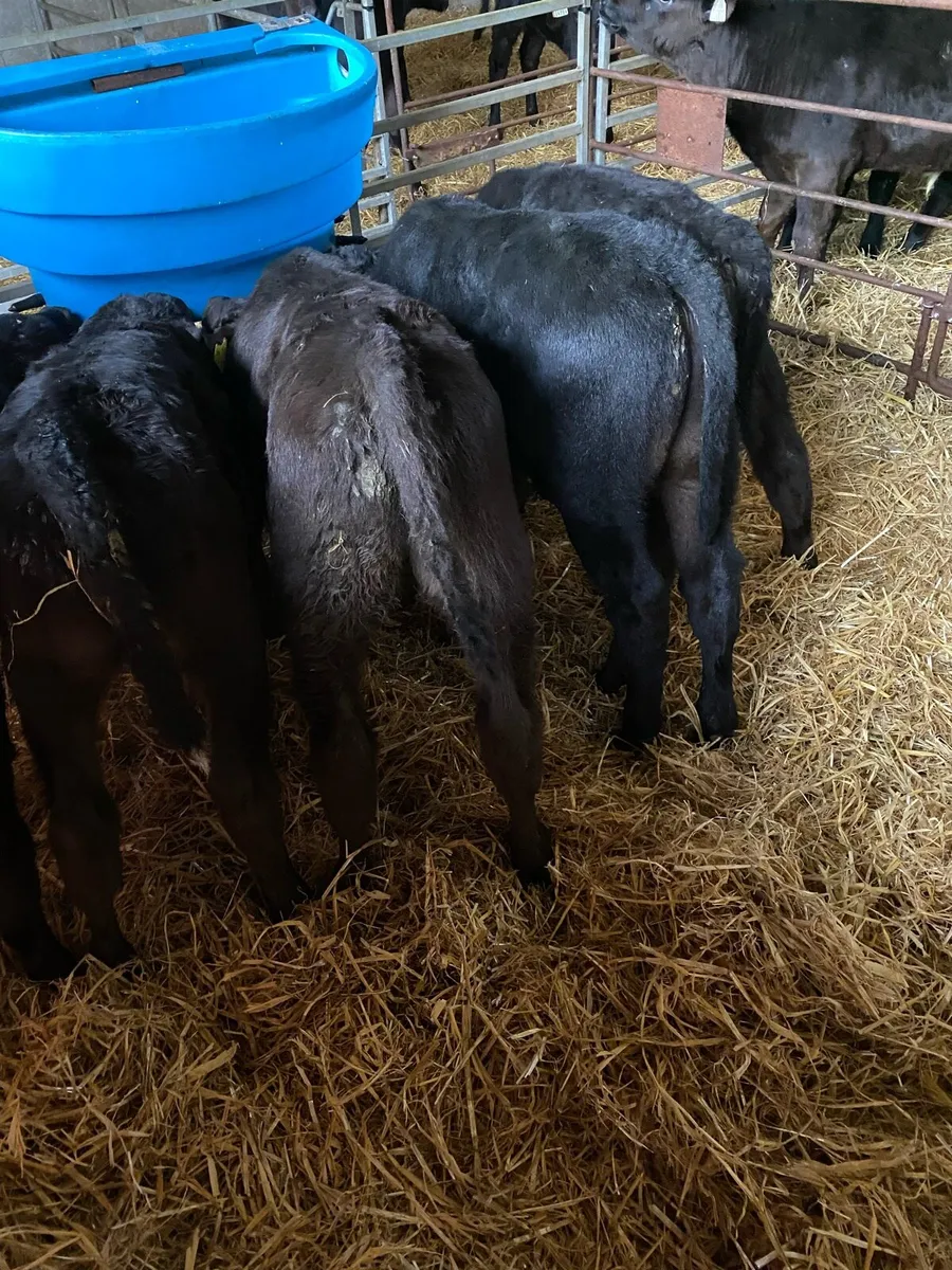 FIVE OUTSTANDING ANGUS BULL CALVES - Image 4