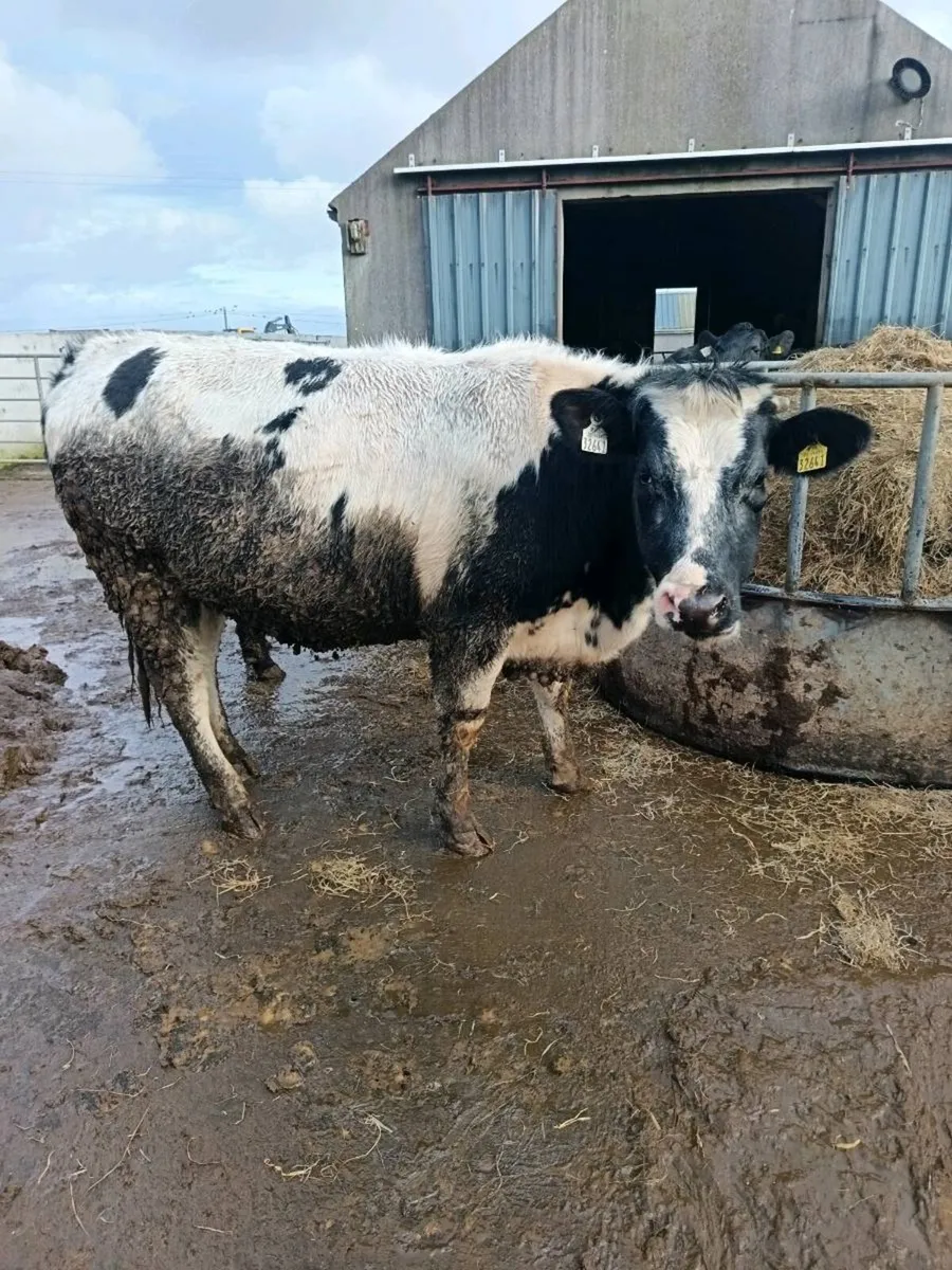 4 in-calf heifers - Image 1