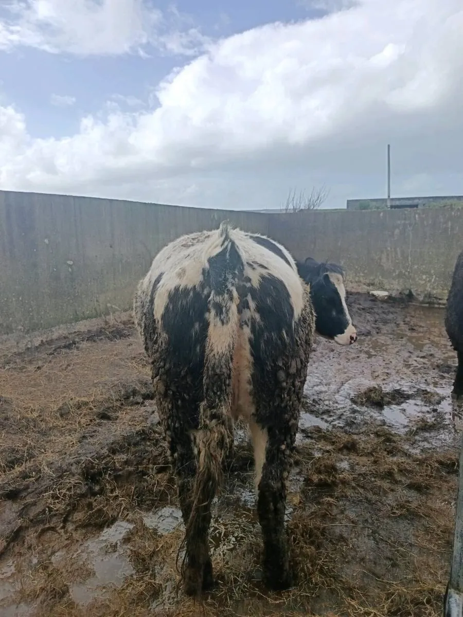 4 in-calf heifers - Image 2