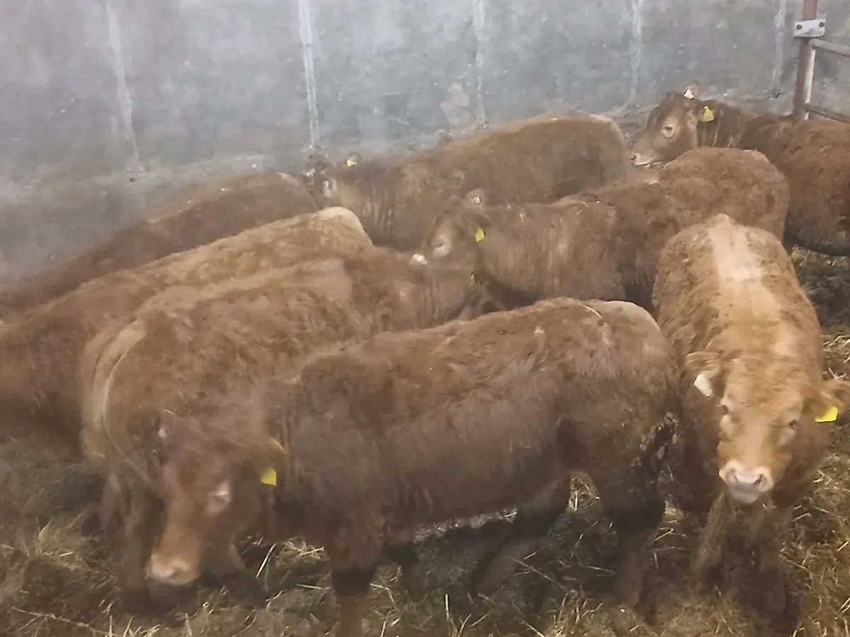 9 smashing  Heifer's for sale - Image 2