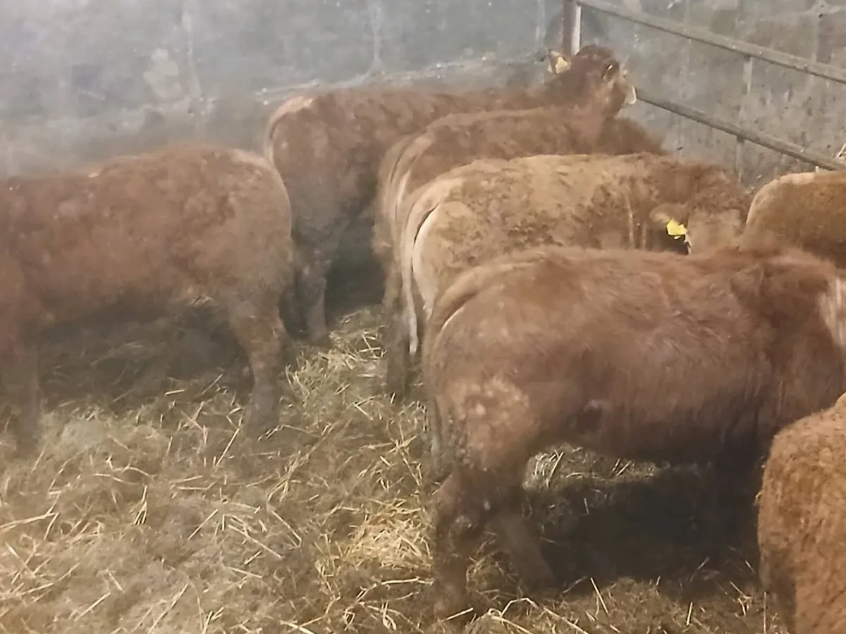 9 smashing  Heifer's for sale - Image 3