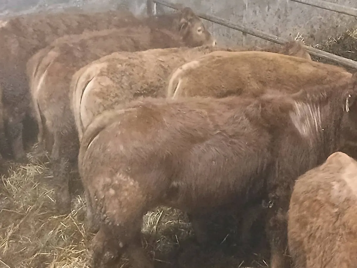 9 smashing  Heifer's for sale - Image 4