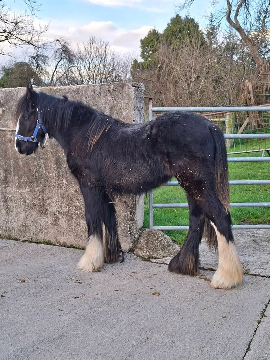 Cob Filly Foal - Image 1
