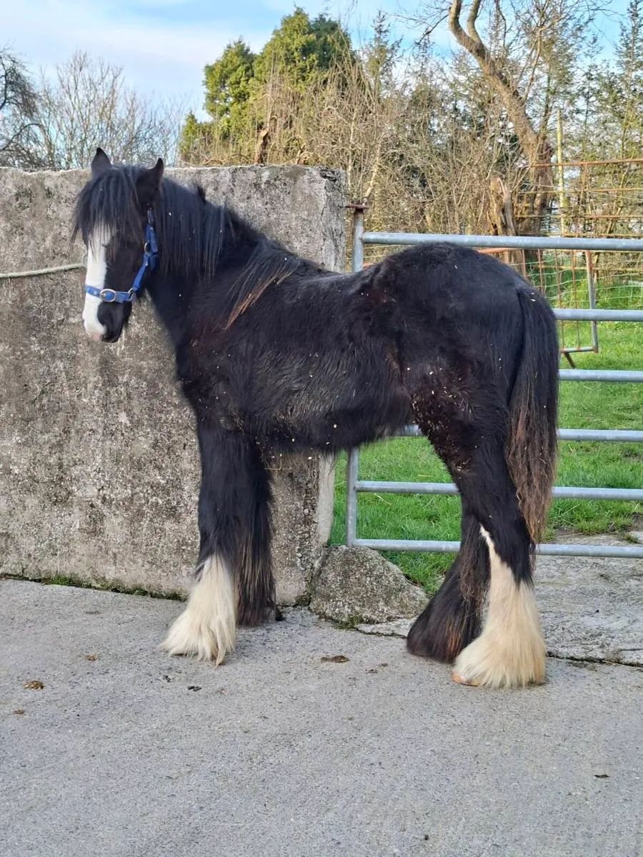 Cob Filly Foal - Image 2