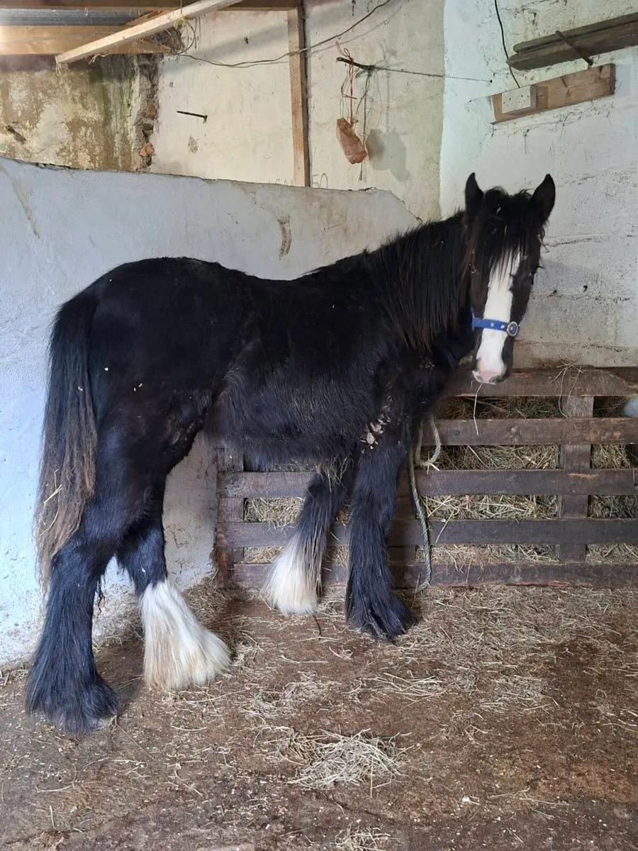 Cob Filly Foal - Image 4