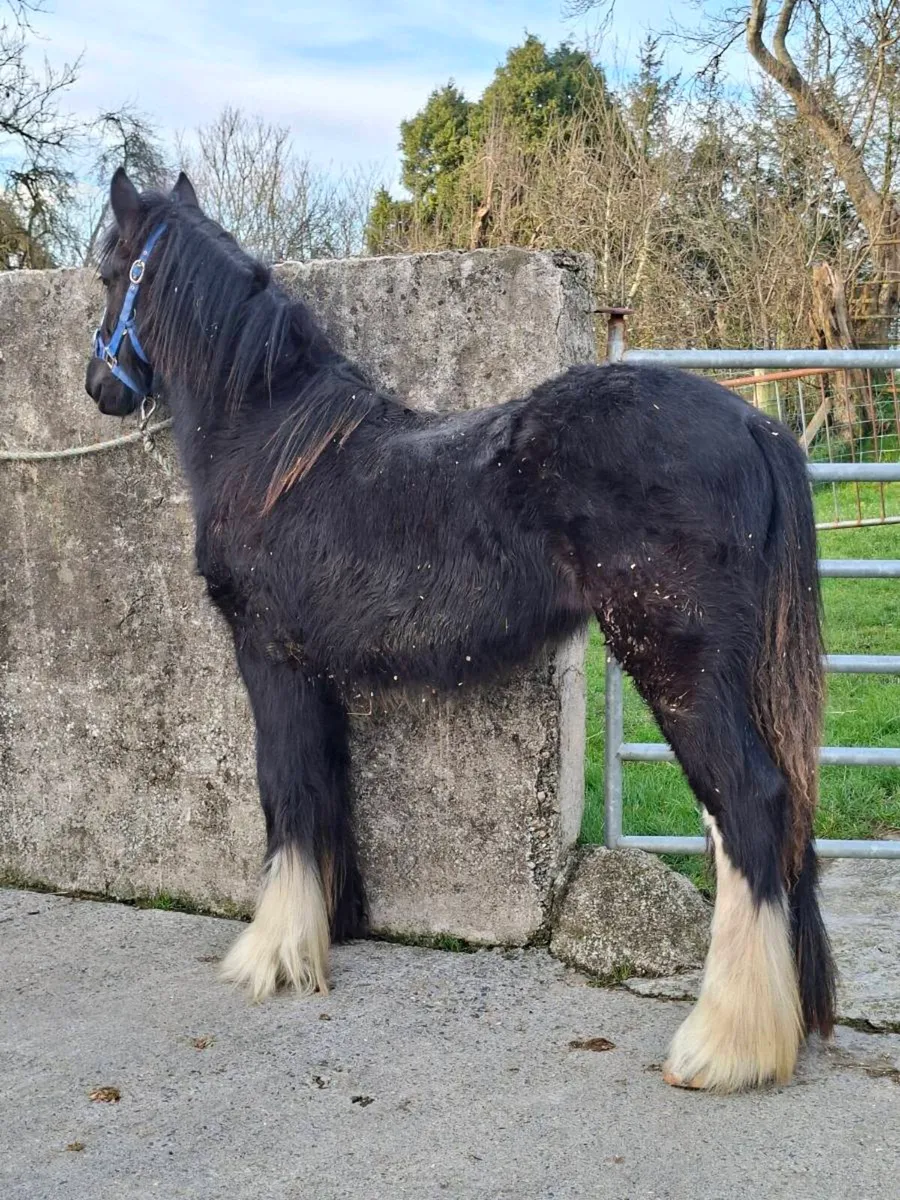 Cob Filly Foal - Image 3
