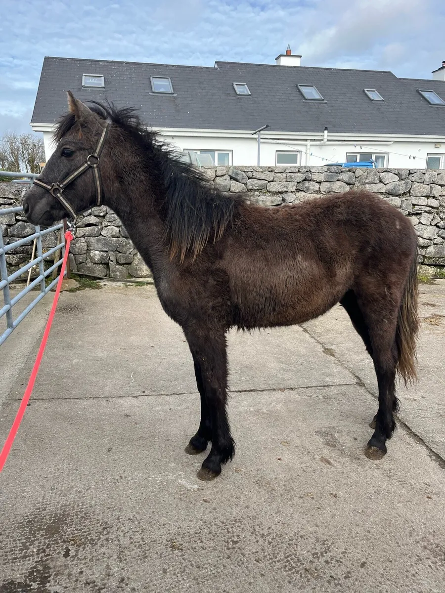Connemara colt foal - Image 3