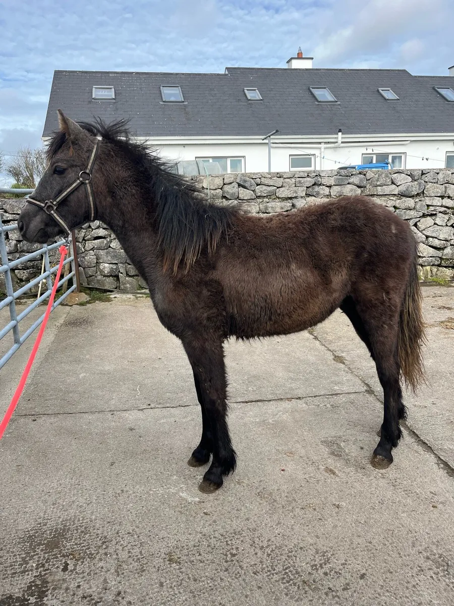 Connemara colt foal - Image 1