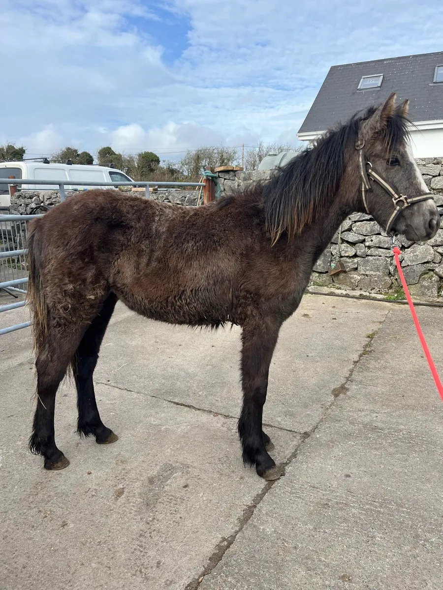 Connemara colt foal - Image 2