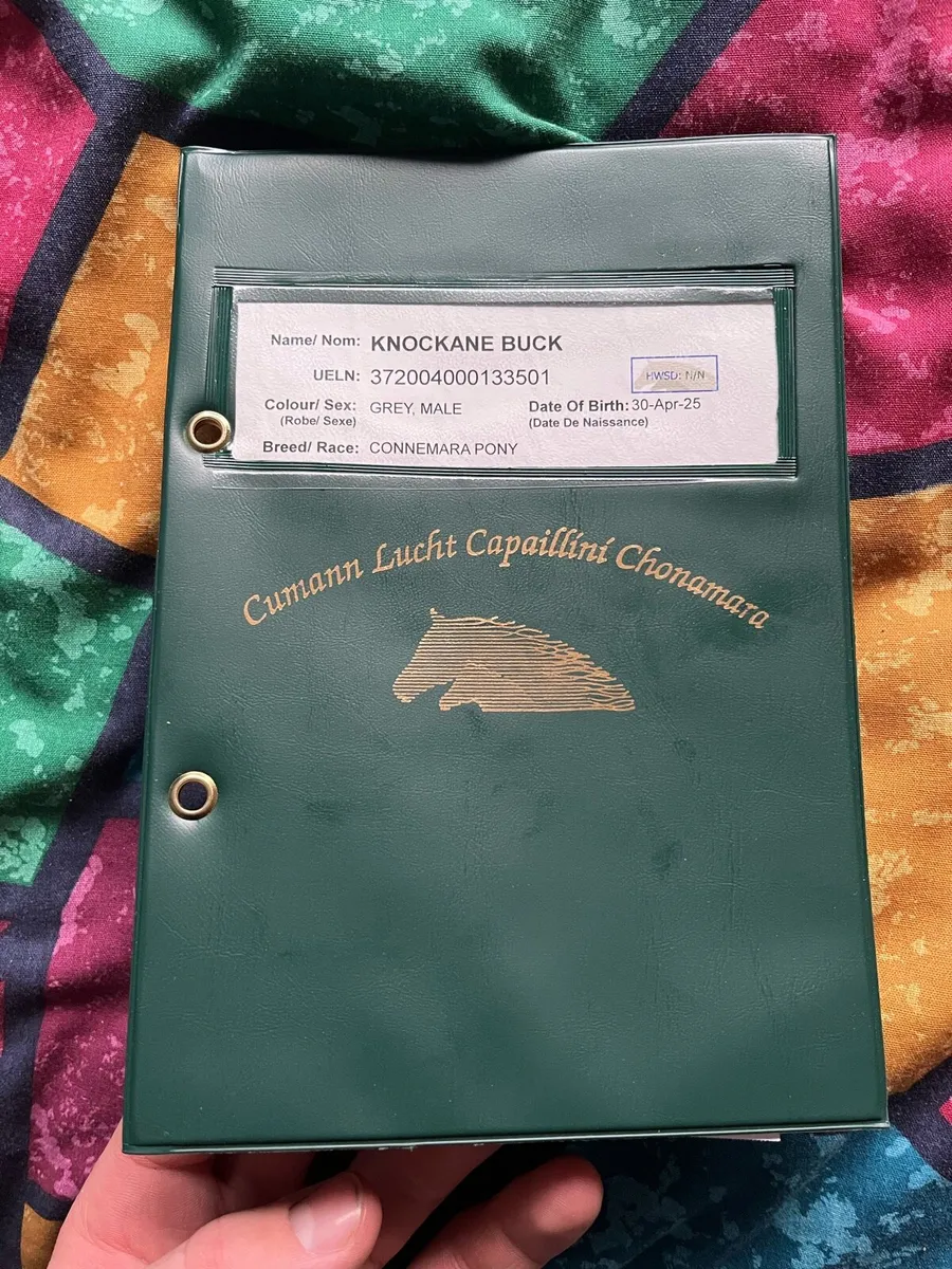 Connemara colt foal - Image 4