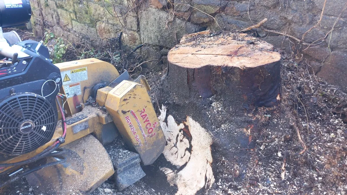 Stump Grinding /Tree Stump Removal - Image 3