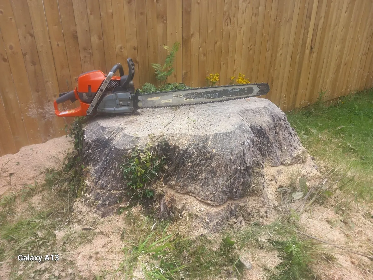 Stump Grinding /Tree Stump Removal - Image 4