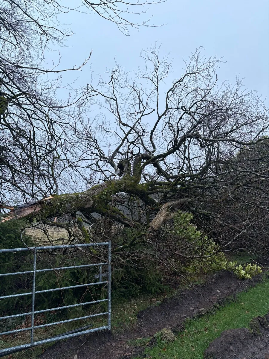 Firewood Tree Beach - Image 1
