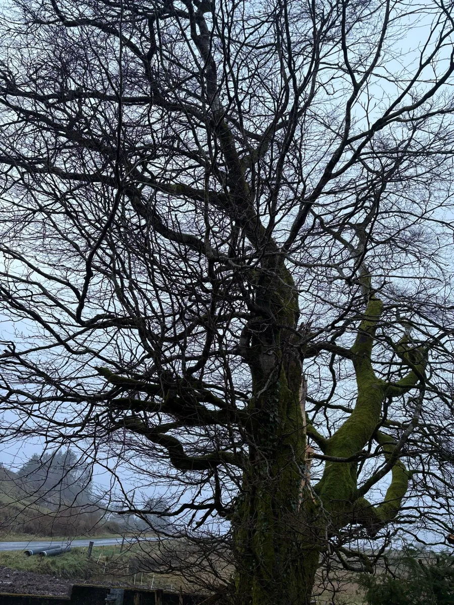 Firewood Tree Beach - Image 2