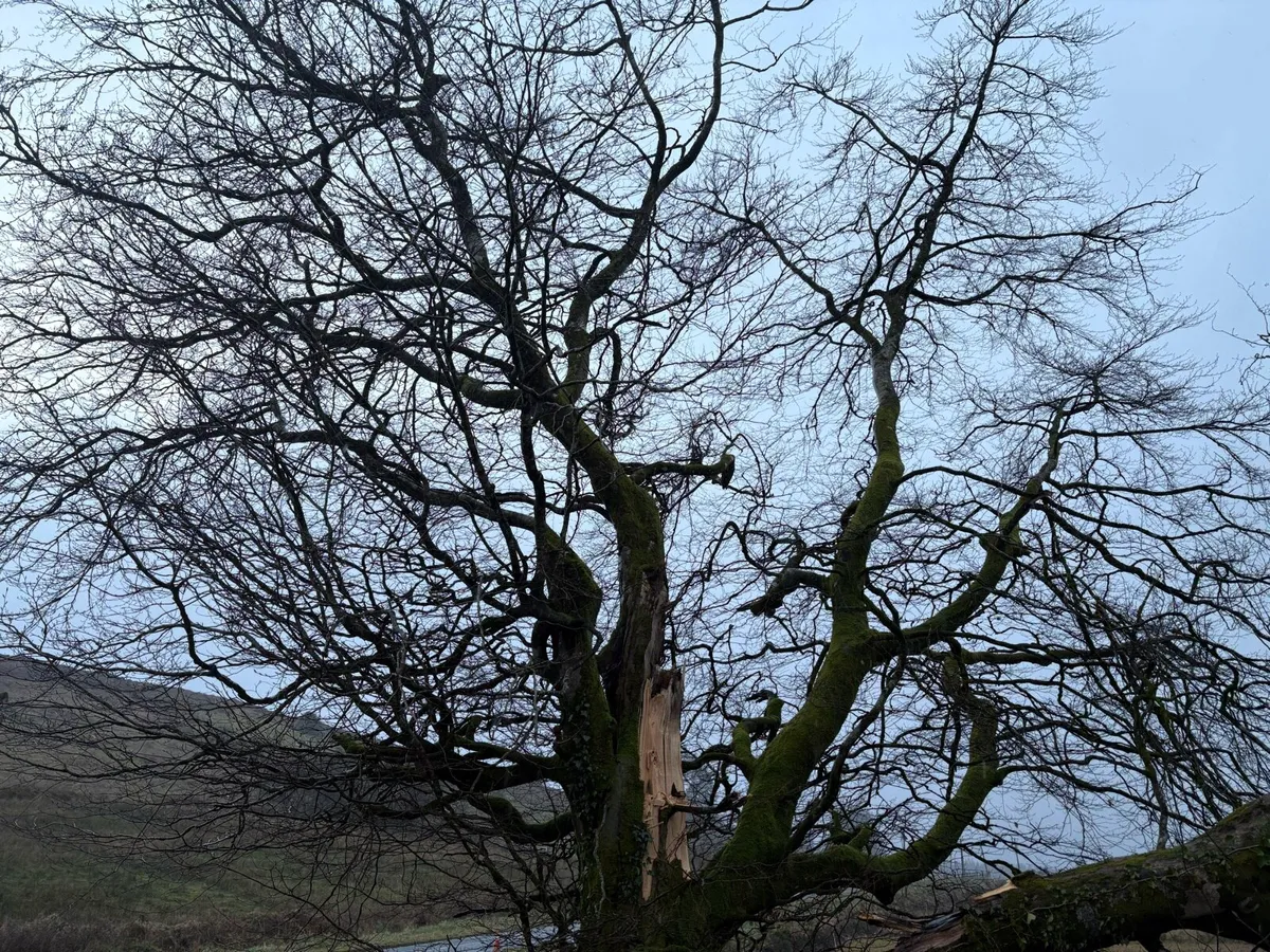 Firewood Tree Beach - Image 3