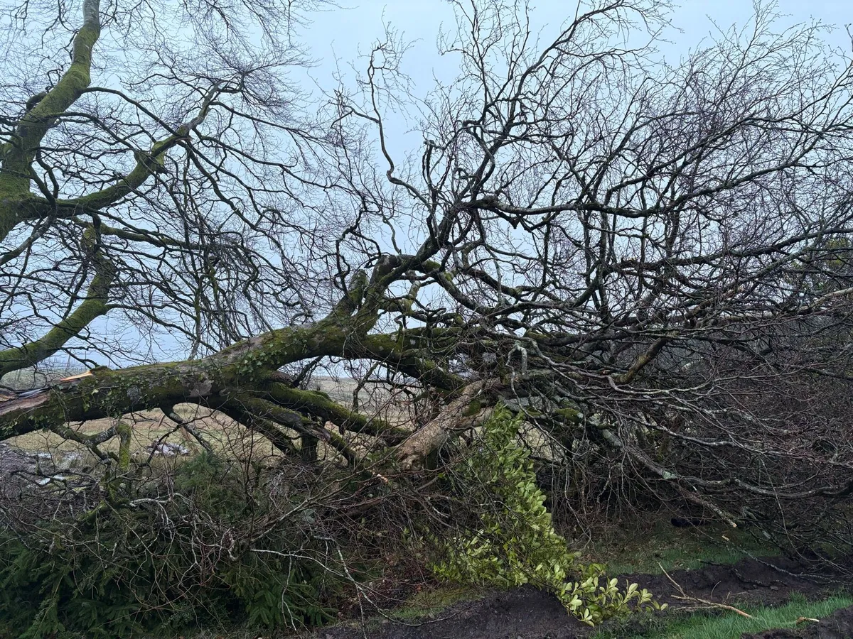 Firewood Tree Beach - Image 4