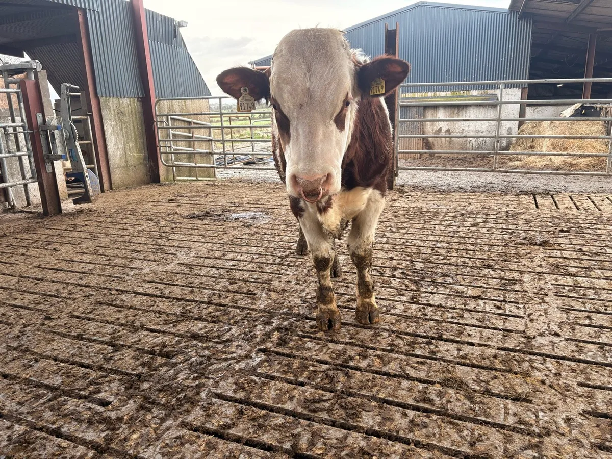 PBR FLECKVIEH BULL - Image 4