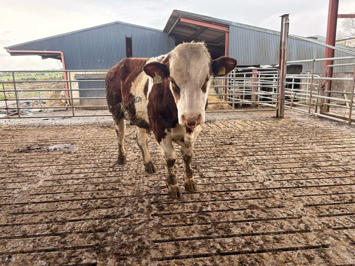 PBR FLECKVIEH BULL - Image 1