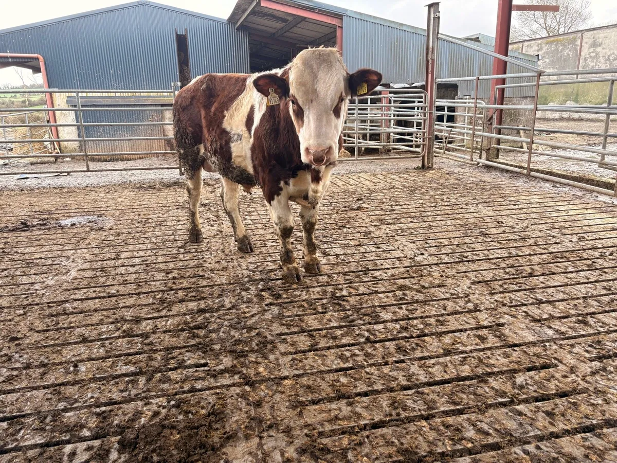 PBR FLECKVIEH BULL - Image 2