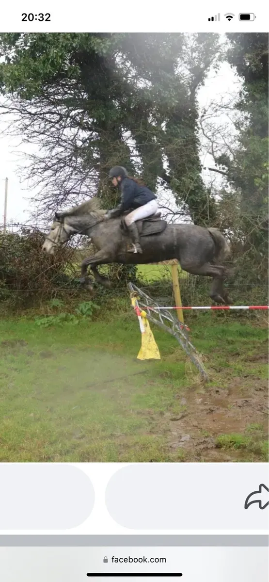 Connemara pony - Image 2